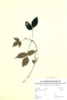 藏品(臺灣藤漆)的圖片